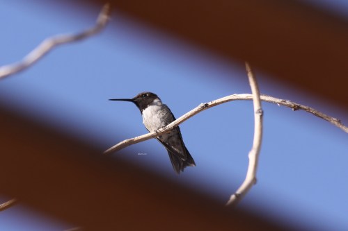 A small bird perched on a branch, partially obscured by wooden slats, against a clear blue sky.