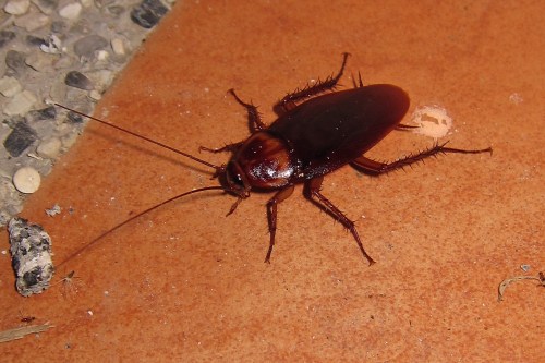 A close-up of a brown cockroach on a textured orange surface, showcasing its long antennae and legs.