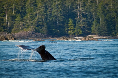 A whale's tail emerges from the water, surrounded by a forested coastline and rocky outcrops.