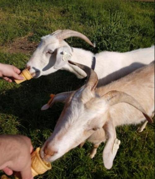 Two goats enjoying ice cream cones in a grassy field.