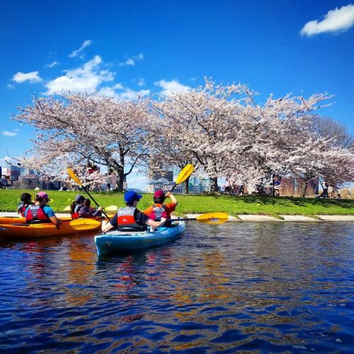 Two kayakers paddle past blooming cherry blossom trees on a sunny day, with a clear blue sky above.