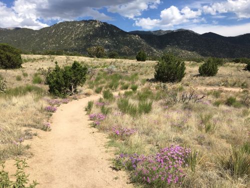 A dirt path winds through a grassy field dotted with purple flowers, set against a backdrop of mountains and blue sky.