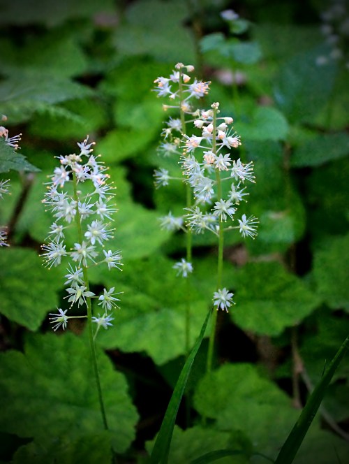Two delicate white flowers with slender stems, surrounded by lush green foliage.