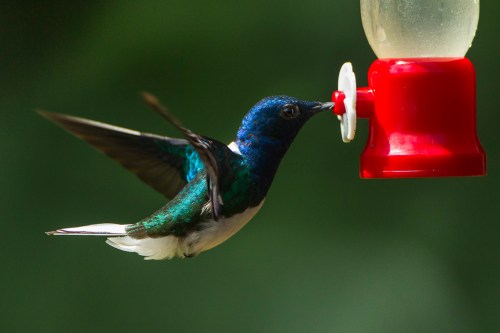 A colorful hummingbird hovering near a red feeder, sipping nectar with its long beak.