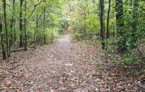 A winding dirt path through a lush, green forest with fallen leaves on the ground.