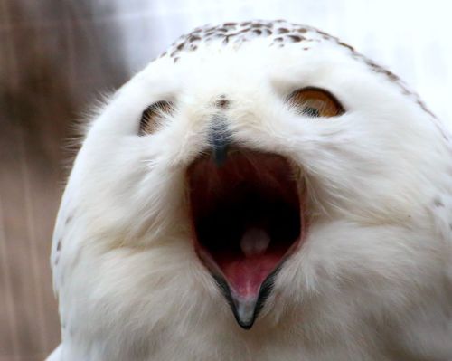 A close-up of a snowy owl with its beak open, showcasing its feathers and expressive face.