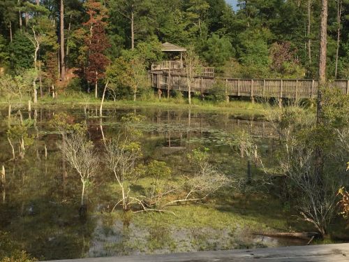 A serene wetland scene with a wooden boardwalk, surrounded by trees and reflections in the water.