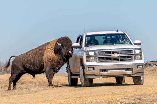 A large bison approaches a white pickup truck on a dirt road under a clear blue sky.