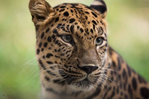 Close-up of a leopard's face, showcasing its distinctive spots and intense gaze against a blurred green background.