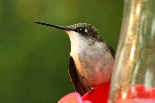 A close-up of a hummingbird perched near a feeder, showcasing its iridescent feathers and long beak.