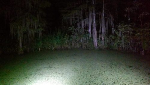 A dimly lit swamp at night, with trees and dense vegetation surrounding a still, greenish water surface.