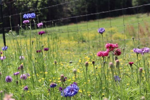 A vibrant field of wildflowers in various colors, with a fence and green grass in the background.