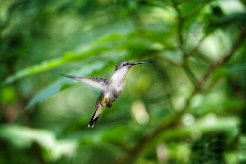 A hummingbird in mid-flight, surrounded by lush green foliage.