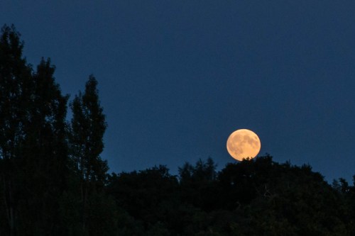 A large, bright full moon rises above dark trees against a deep blue evening sky.
