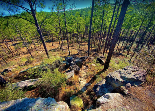 A scenic view of a forest with tall pine trees, rocky terrain, and sunlight filtering through the foliage.