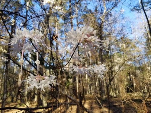 Delicate white flowers bloom on branches in a sunlit forest, surrounded by trees and a clear blue sky.