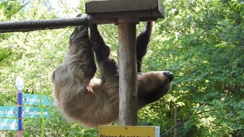 A sloth hangs upside down from a wooden beam, surrounded by greenery and signs in the background.