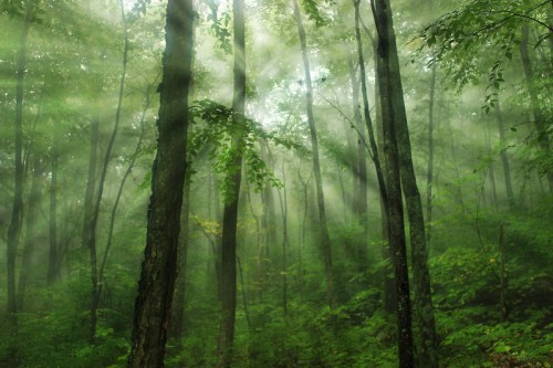 A misty forest with tall trees and soft, diffused light filtering through the foliage.