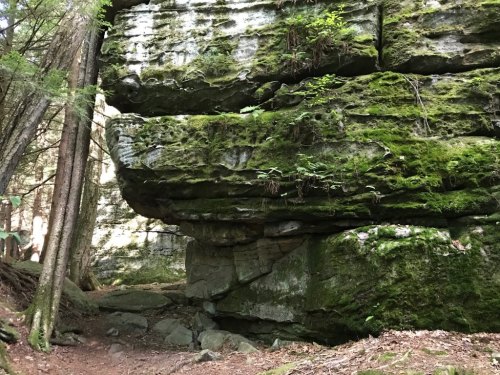 A moss-covered rock formation surrounded by trees in a forested area.