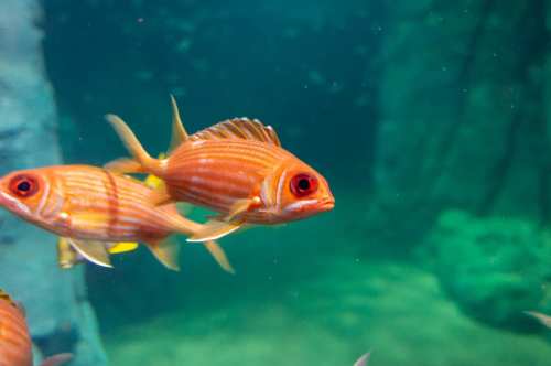 Two orange fish with striped patterns swim in clear blue water, surrounded by rocks and bubbles.