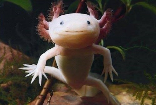 A smiling axolotl with pink gills, swimming in a natural aquatic environment.