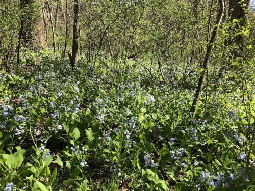 A lush forest scene filled with vibrant blue flowers and green foliage under dappled sunlight.