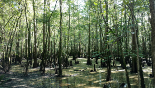 Lush green swamp with tall trees and waterlogged ground, creating a serene, natural environment.
