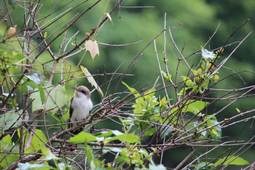 A small bird perched among green leaves and branches in a natural setting.