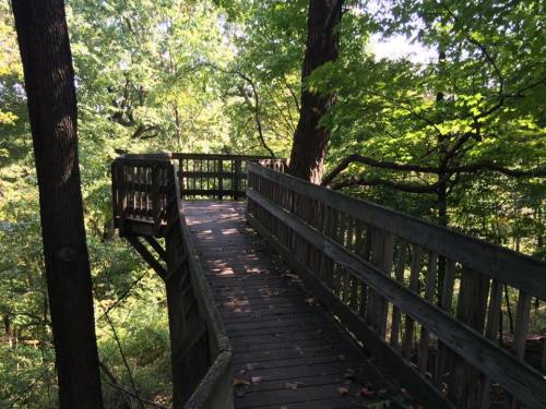 A wooden walkway surrounded by lush green trees, leading into a serene forested area.