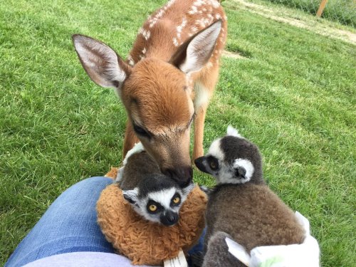 A fawn curiously sniffs a plush lemur while another plush lemur rests on a person's lap in a grassy area.