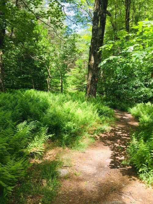 A serene forest path surrounded by lush green ferns and tall trees under a bright blue sky.