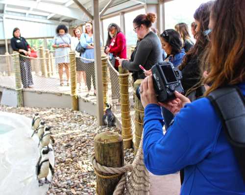 A group of people watches penguins at a zoo, with one person taking photos.