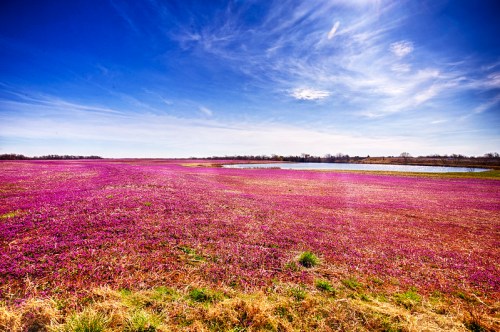 A vibrant field of purple flowers under a clear blue sky, with a small pond in the background.