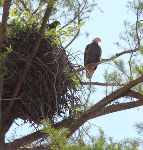 A bald eagle perched on a branch next to a large nest, with another eagle visible inside the nest.