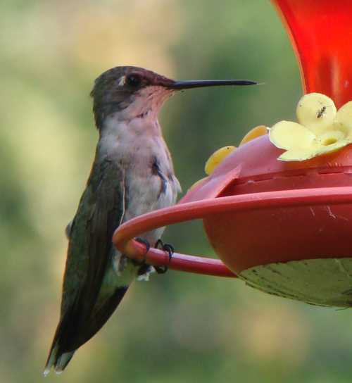 A hummingbird perched on a red feeder, sipping nectar with a blurred green background.