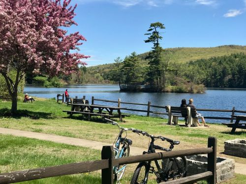 A serene lakeside scene with blooming trees, people relaxing on benches, and bicycles parked by a wooden fence.
