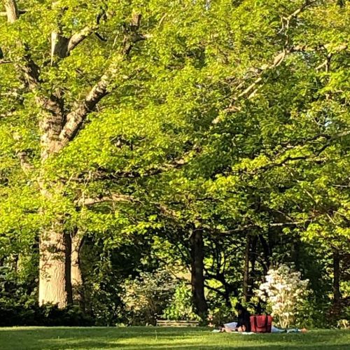 A serene park scene with lush green trees and a person relaxing on the grass under the sunlight.