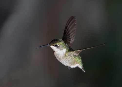 A hummingbird in mid-flight, showcasing its iridescent green feathers and delicate wings against a blurred background.