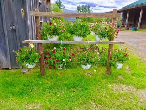 A wooden rack displays hanging flower pots filled with colorful blooms, set against a rustic barn backdrop.