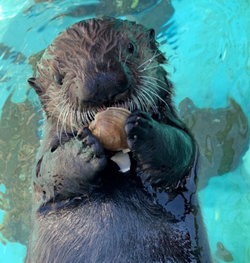 A playful otter floating in water, holding a shell in its paws, with a curious expression.