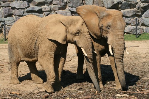 Two elephants stand close together, their trunks touching, against a rocky background.