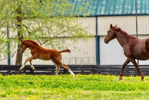 A playful foal leaps across a grassy field while a brown horse walks nearby. Trees and a building are in the background.