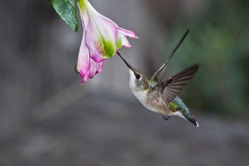 A hummingbird hovering near a pink flower, with its beak extended to sip nectar.