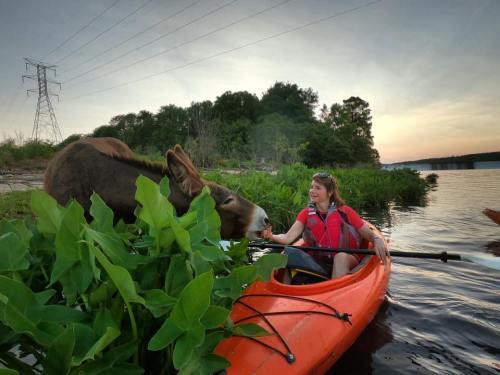 A woman in a kayak interacts with a donkey near the water, surrounded by lush green plants at sunset.