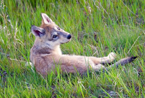 A young coyote lounging in tall green grass, looking back over its shoulder with a curious expression.