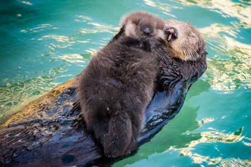 A sea otter and its pup float together on the water, with the pup cuddled close to its parent.