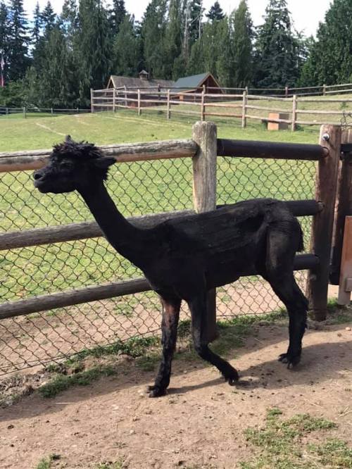 A black llama walking near a fence in a grassy area with trees and a barn in the background.