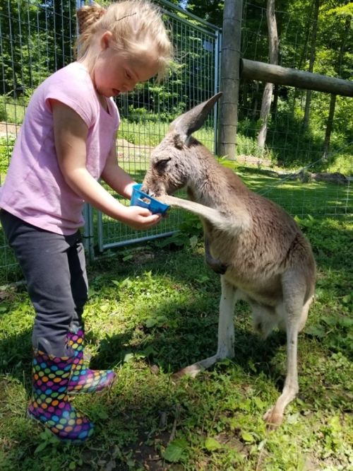 A young girl in colorful boots feeds a kangaroo from a small bowl in a grassy area.