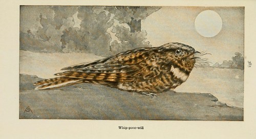 A detailed illustration of a Whip-poor-will bird resting on a branch, with a moonlit background.