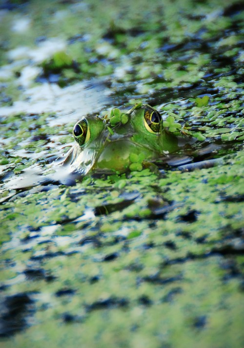 A close-up of a green frog partially submerged in water, surrounded by green lily pads and reflections.